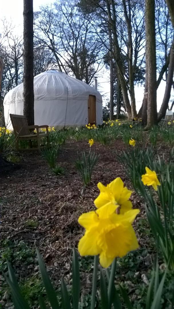 Gingerbread Cottage Yurts Dereham Ngoại thất bức ảnh