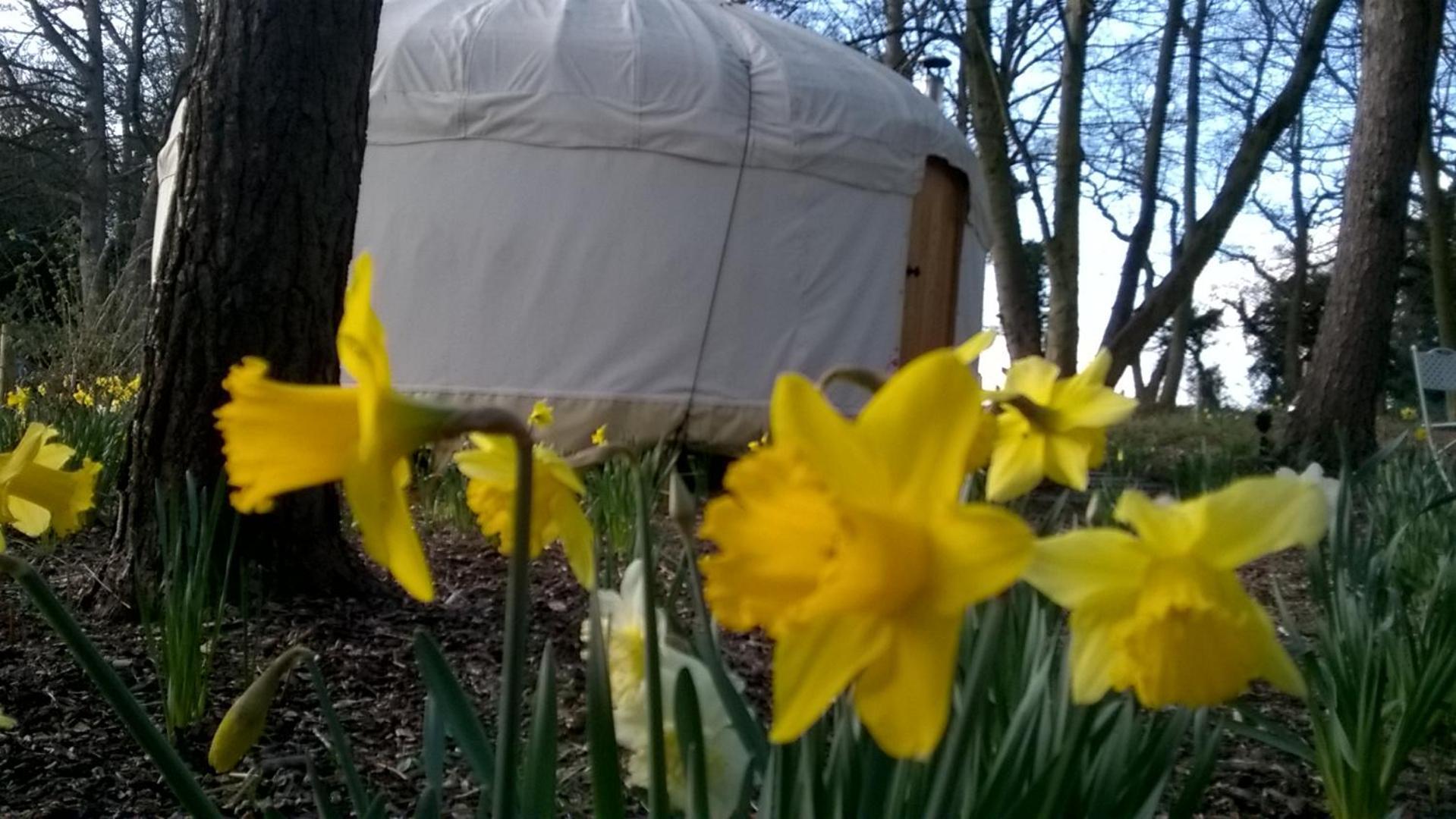 Gingerbread Cottage Yurts Dereham Ngoại thất bức ảnh